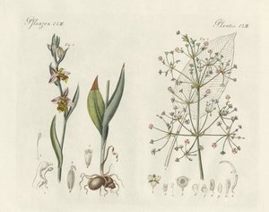 Plantas extrañas de German School