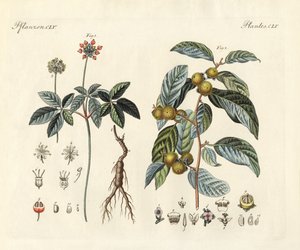 Plantas extrañas de German School
