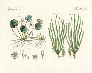 Plantas extrañas de German School