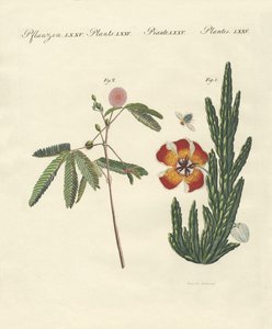 Plantas extrañas de German School