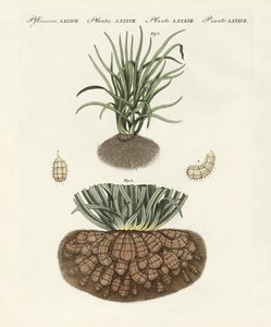 Plantas extrañas de German School