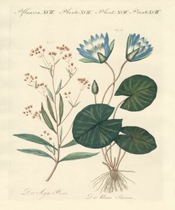 Plantas extrañas de German School