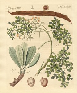 Plantas extrañas de German School