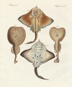 Rayas extrañas