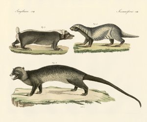 Zorrillos extraños de German School