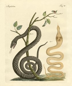 Serpiente extraña de German School
