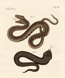 Serpiente extraña de German School