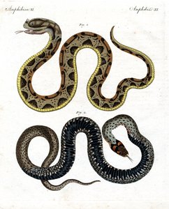 Serpiente extraña