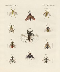 Insectos extraños de dos alas de German School