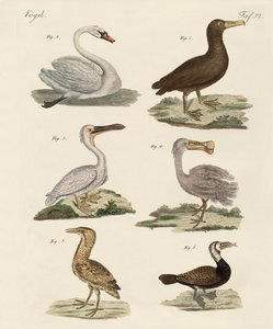 Aves acuáticas extrañas de German School