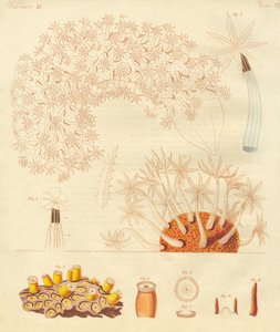 Gusanos y zoófitos extraños de German School