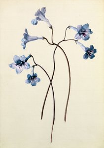 Streptocarpus, c.1790 de German School