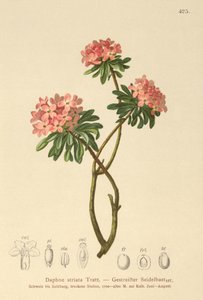 Dafne estriada (Daphne striata) de German School