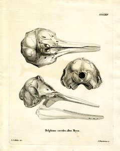 Cráneo de Delfín Rayado