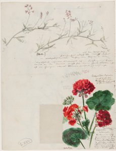 Estudios de plantas y figuras realizados en Roma y Pankow, Berlín, 1868 de German School