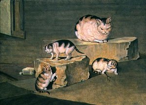 Estudio de gatos