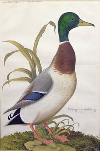 Estudio de un pato silvestre, c.1790