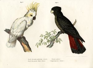 Cacatúa de cresta azufrada, 1864 de German School