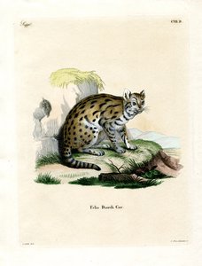 Leopardo nublado de Sunda de German School