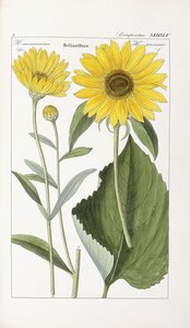Girasol