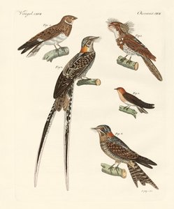 Aves parecidas a golondrinas de German School
