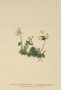 Rockjasmine de flor dulce (Androsace Chamaejasme)