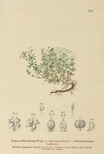 Hierba de cama suiza (Galium Helveticum, Galium rupicolum, Galium megalospermum) de German School