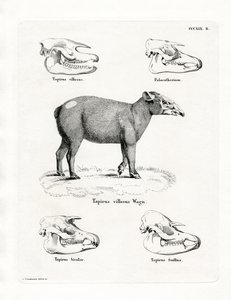 Cráneos de Tapir de German School