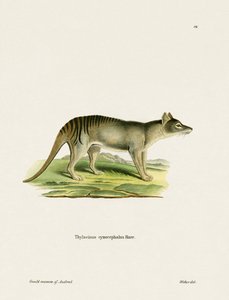 Tigre de Tasmania de German School