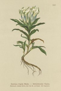 Genciana de Tauern (Gentiana frigida) de German School