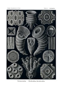 Tetracoralla, 1899-1904 de German School