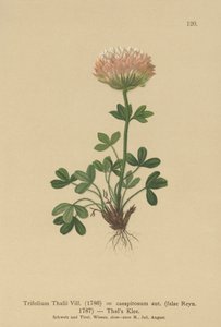 Trébol de Thal (Trifolium Thalii, Trifolium caespitosum) de German School