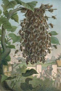 El nido de abejas, finales del siglo XIX