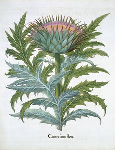 El Cardo, de Hortus Eystettensis por Basil Besler, pub. 1613
