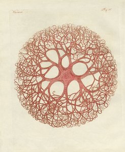 La estrella medusa de German School