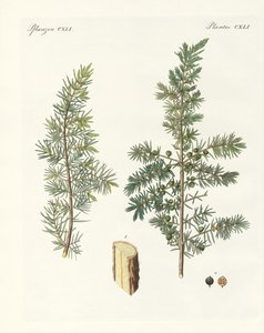 El enebro común de German School