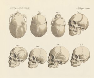 El cráneo de las cinco razas humanas (grabado coloreado) de German School