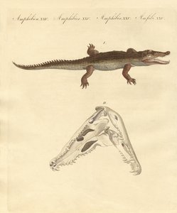 El cocodrilo de Santo Domingo