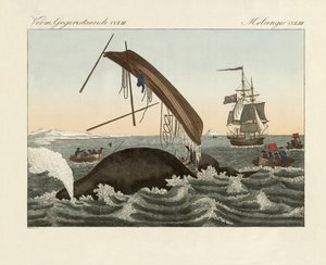 Los peligros de la pesca de ballenas