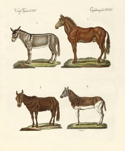 El burro y sus variedades de German School