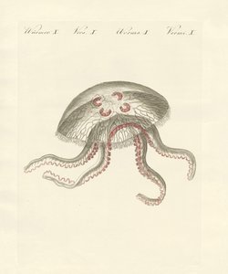 La medusa orejuda