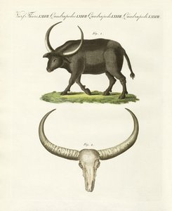 El búfalo gigante de German School