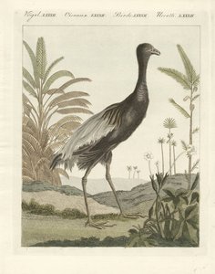 El pájaro trompeta de pecho dorado de German School