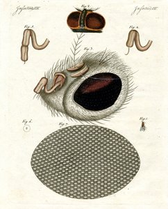 La cabeza de una mosca de German School