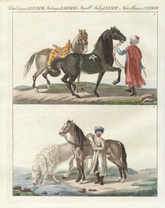 El caballo con sus diferentes tipos de German School