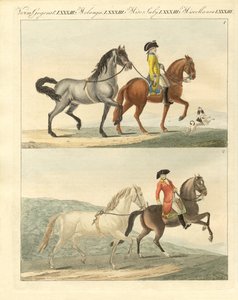El caballo con sus diferentes tipos de German School