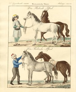 El caballo con sus diferentes tipos
