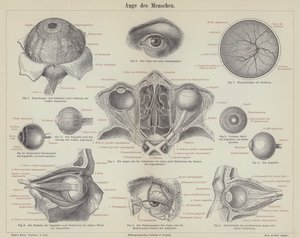 El ojo humano