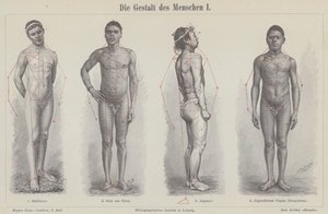 La figura humana