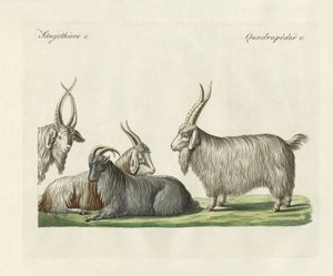 Las cabras de Cachemira introducidas en Francia de German School